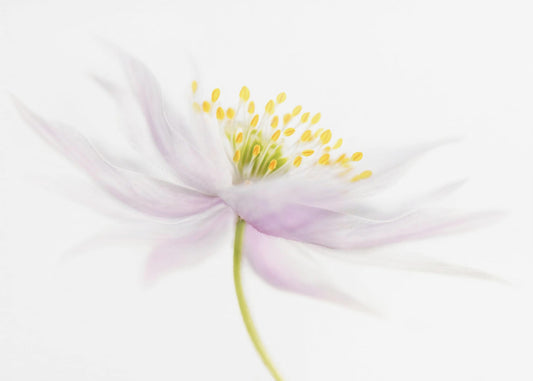 Nemorosa | Canvas