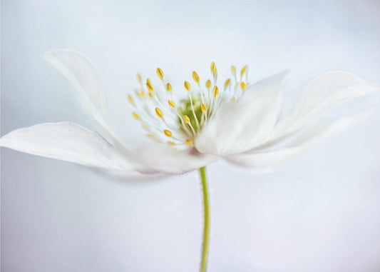 nemorosa | Canvas