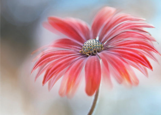Cape Daisy* | Canvas