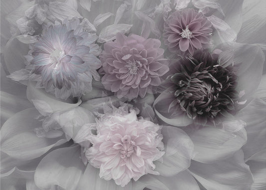 Dahlientraum | Poster
