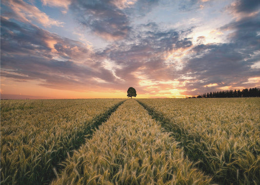Field of dreams | Canvas