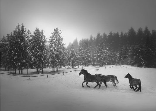 Ohne Titel | Leinwand