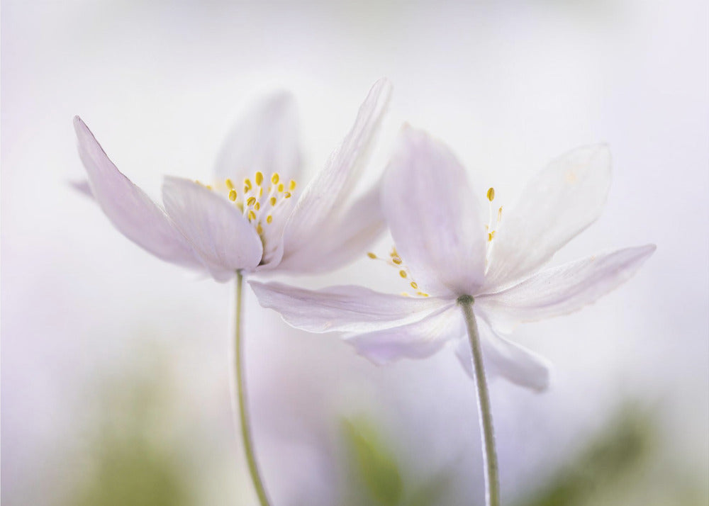 ~Nemorosa~ | Leinwand