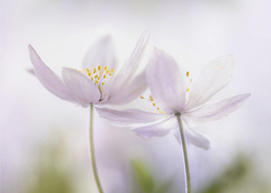 ~Nemorosa~ | Canvas