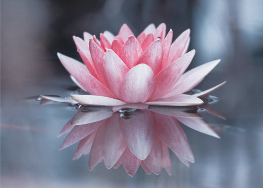 Padmasana | Tapete