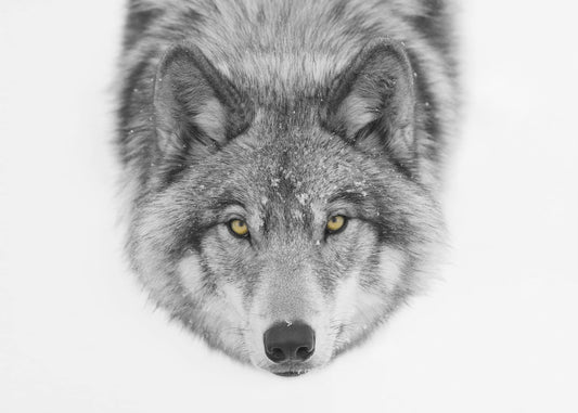 Yellow eyes - Timber Wolf | Wallpaper