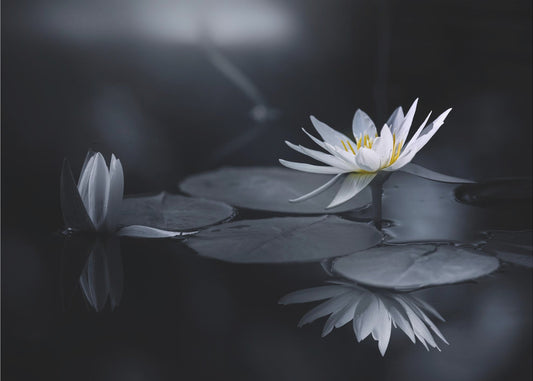 Reflexion | Poster