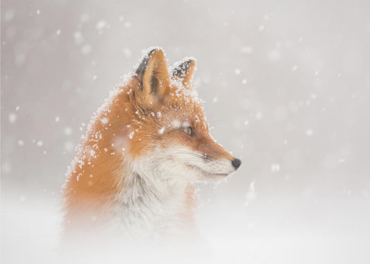 Es schneit… | Hintergrundbild