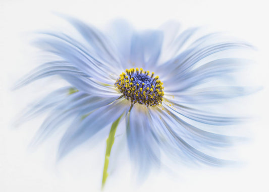 Daisy delight | Canvas