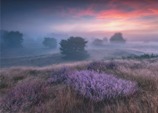 "Die Farben der Heide" | Leinwand