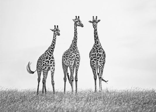 Giraffes in the  Mara plains | Canvas