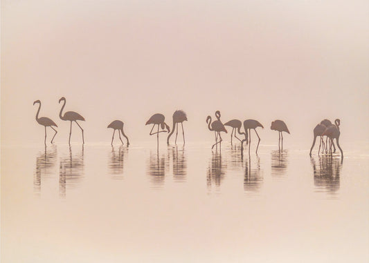 Flamingos im Nebel | Leinwand