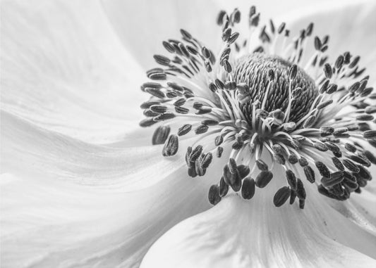 Anemone | Canvas