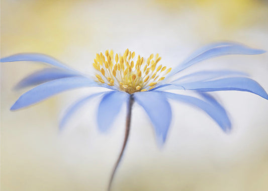 Anemone | Canvas
