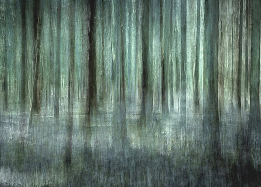 Waldlicht | Leinwand