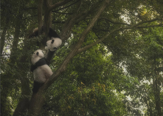 Panda | Tapete