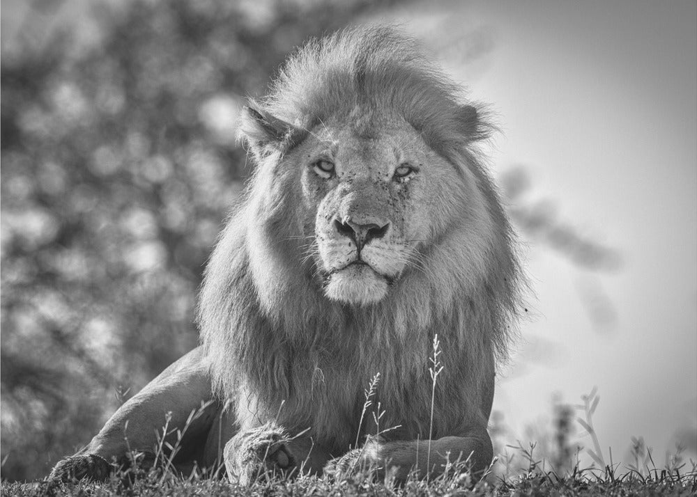 Monochromatischer König der Löwen | Leinwand