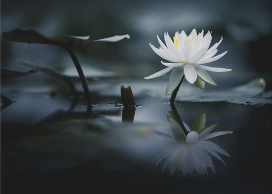 Reflexion | Poster