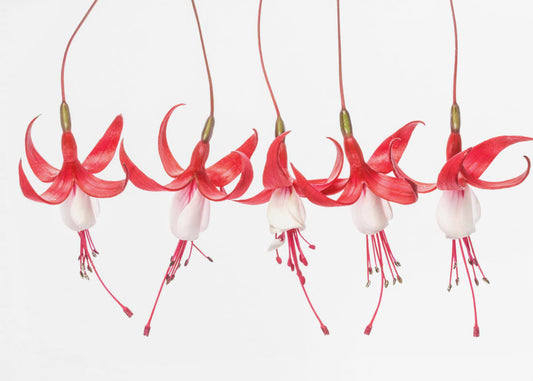 Fuchsia | Canvas