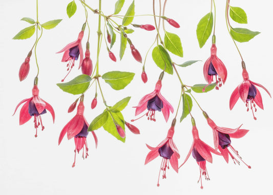 ~ Fuchsia ~ | Canvas