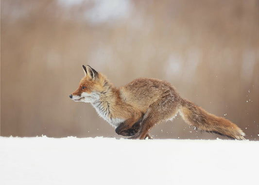 Roter Fuchs | Leinwand