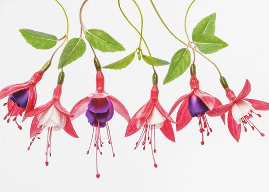 .Fuchsia. | Canvas