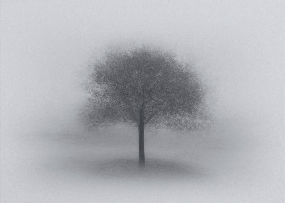 Baum im Nebel | Tapete