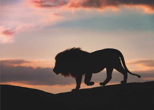 Sunset in the Serengeti | Poster