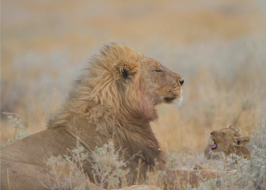 Male lion with cub | Canvas