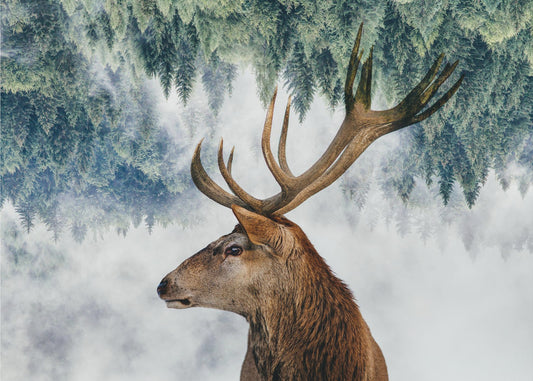 Der Hirsch und der Wald | Hintergrundbild