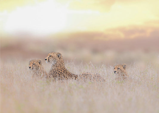 Cheetah Family | Canvas