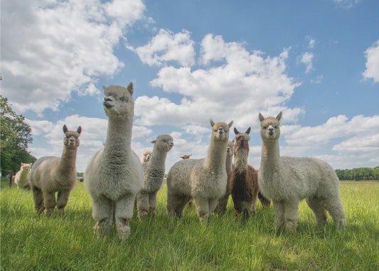 Send in the Alpaca's! | Canvas