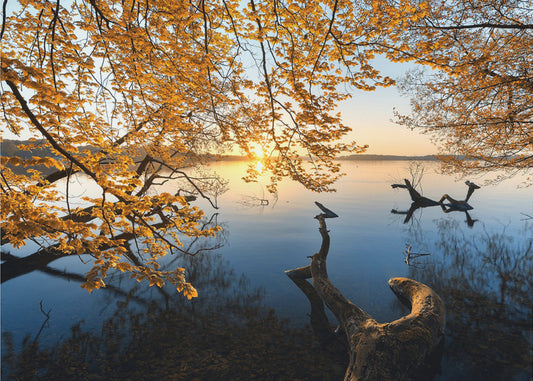 Herbstmorgen | Leinwand