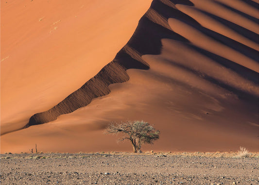 Die Düne und der Baum | Hintergrundbild