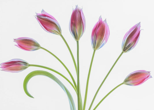 Tulipa | Canvas