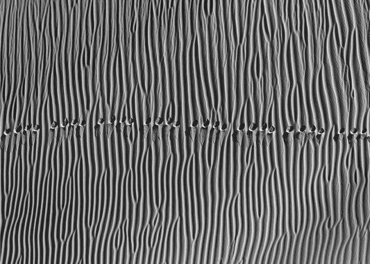 Ohne Titel | Tapete