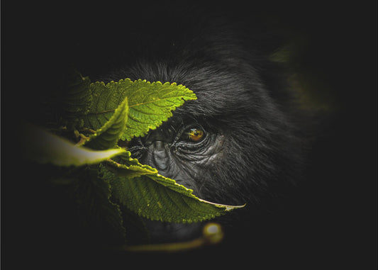 Geheimnisse bewahren | Hintergrundbild
