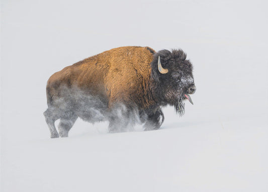 Bison in the Snow | Canvas