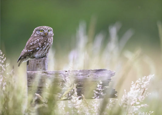 Little owl | Canvas