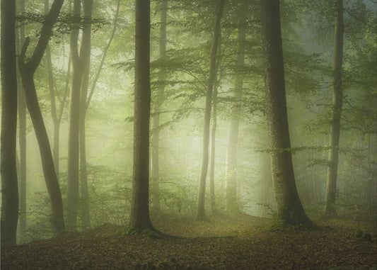 Mysterious Spring Morning | Canvas
