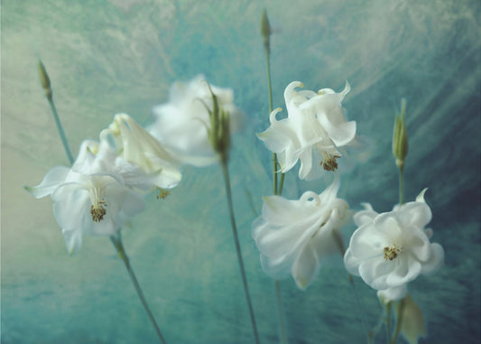 Crowns of Thorns | Canvas