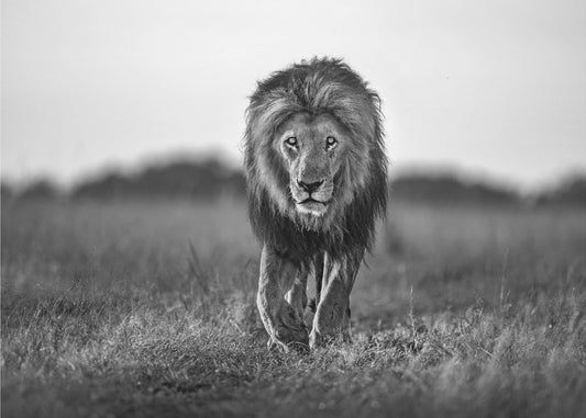 Old boy | Canvas