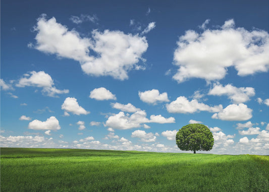 Lonely Tree | Canvas
