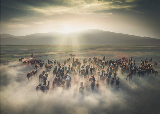 Wild Horses | Canvas