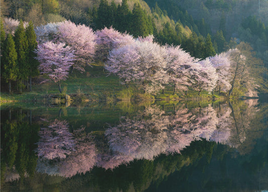 Sakura | Leinwand