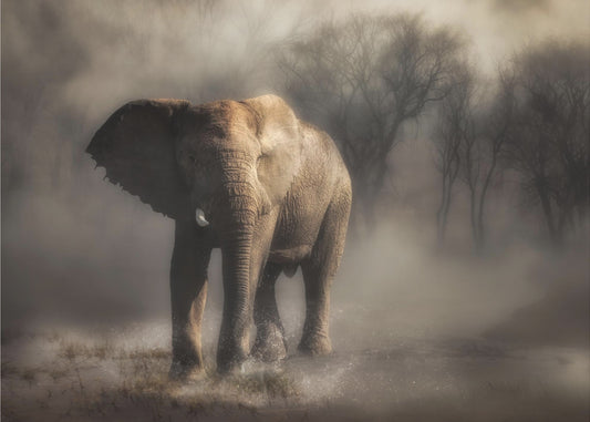 “....elephant drinking water...’ | Canvas