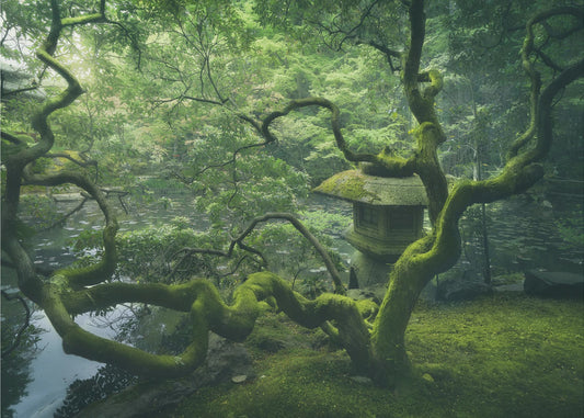 Japanischer Baum | Tapete