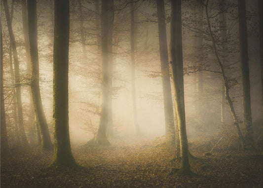 November Whispers | Canvas