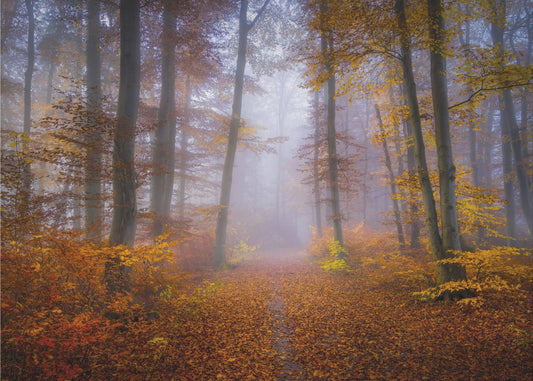 October Trail | Canvas