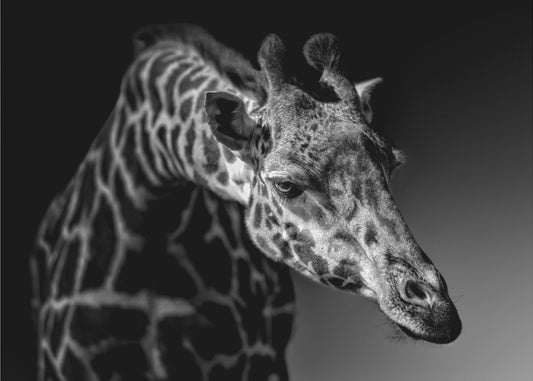 Giraffe | Leinwand